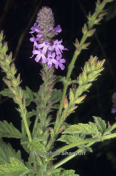 verbena lasiostachys 1 graphic